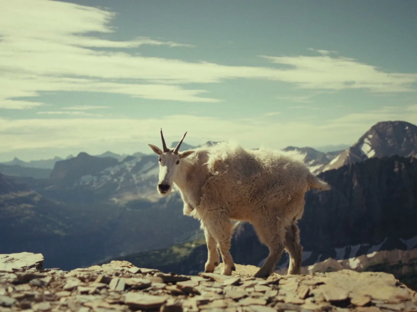A mountain goat on a rocky ridge — found by searching 'mountain ranges'